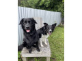 gorgeous-collie-x-retriever-puppies-small-6