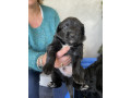 gorgeous-collie-x-retriever-puppies-small-14