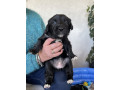 gorgeous-collie-x-retriever-puppies-small-11