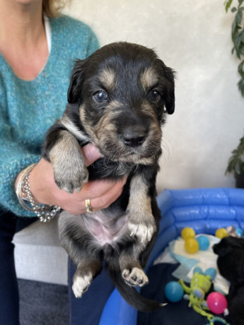 gorgeous-collie-x-retriever-puppies-big-13