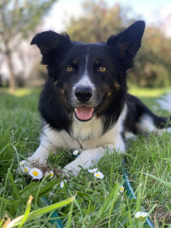 gorgeous-collie-x-retriever-puppies-big-5