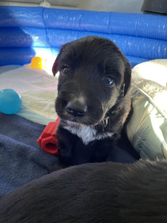 gorgeous-collie-x-retriever-puppies-big-3