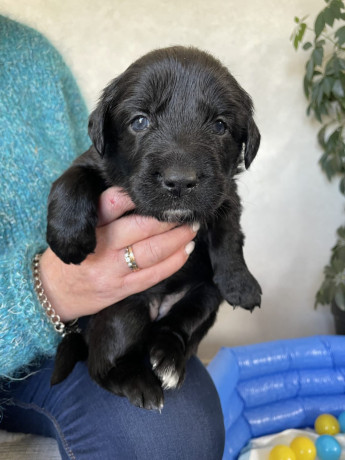 gorgeous-collie-x-retriever-puppies-big-9