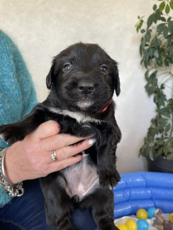 gorgeous-collie-x-retriever-puppies-big-10