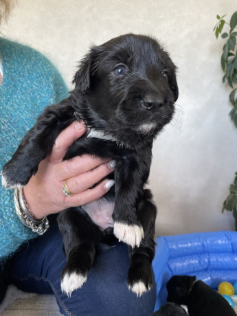 gorgeous-collie-x-retriever-puppies-big-12