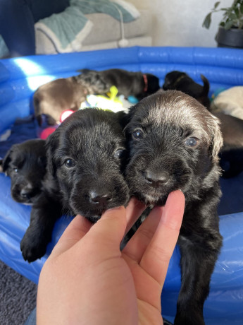 gorgeous-collie-x-retriever-puppies-big-2