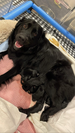 gorgeous-collie-x-retriever-puppies-big-4