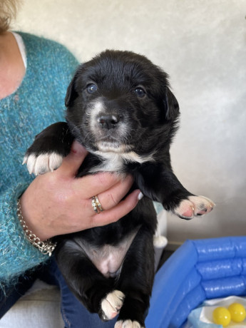 gorgeous-collie-x-retriever-puppies-big-7