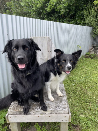 gorgeous-collie-x-retriever-puppies-big-6