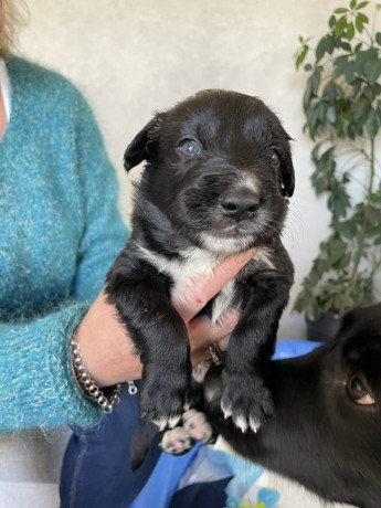 gorgeous-collie-x-retriever-puppies-big-8