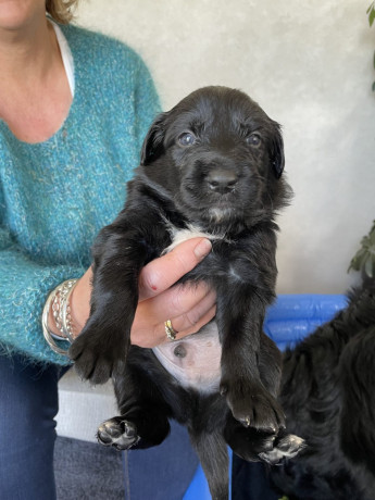 gorgeous-collie-x-retriever-puppies-big-14