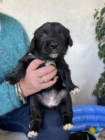 gorgeous-collie-x-retriever-puppies-big-11