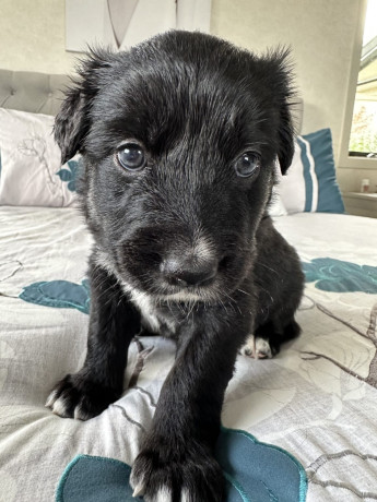 gorgeous-collie-x-retriever-puppies-big-1