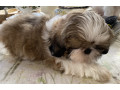 adorable-shihtzu-puppies-x-7-small-7