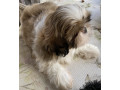 adorable-shihtzu-puppies-x-7-small-9