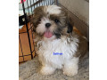 adorable-shihtzu-puppies-x-7-small-2