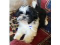 adorable-shihtzu-puppies-x-7-small-12