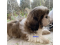 adorable-shihtzu-puppies-x-7-small-0