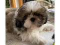 adorable-shihtzu-puppies-x-7-small-6