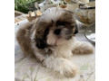 adorable-shihtzu-puppies-x-7-small-8