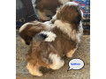 adorable-shihtzu-puppies-x-7-small-5