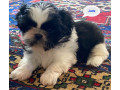 adorable-shihtzu-puppies-x-7-small-11