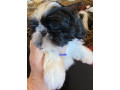 adorable-shihtzu-puppies-x-7-small-10