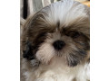 adorable-shihtzu-puppies-x-7-small-4