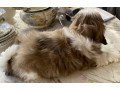 adorable-shihtzu-puppies-x-7-small-3