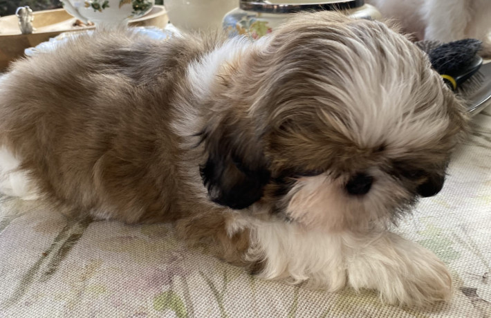 adorable-shihtzu-puppies-x-7-big-7