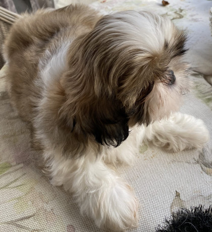 adorable-shihtzu-puppies-x-7-big-9