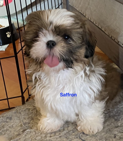 adorable-shihtzu-puppies-x-7-big-2