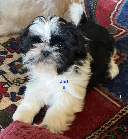 adorable-shihtzu-puppies-x-7-big-12