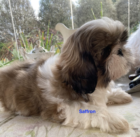 adorable-shihtzu-puppies-x-7-big-0