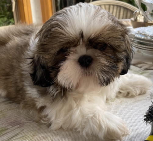 adorable-shihtzu-puppies-x-7-big-6