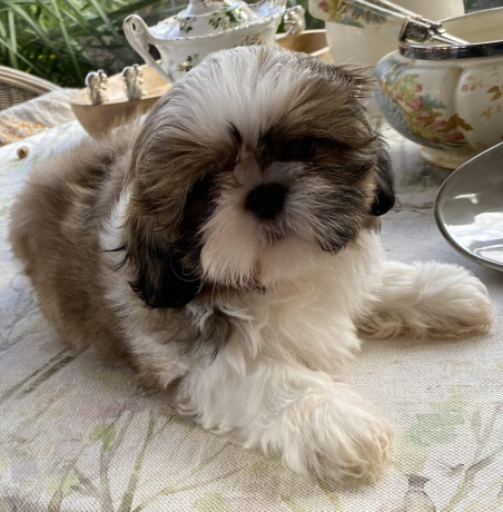 adorable-shihtzu-puppies-x-7-big-8