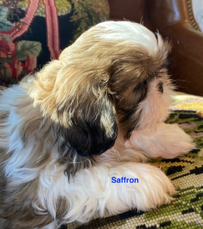 adorable-shihtzu-puppies-x-7-big-1