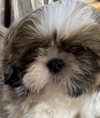 adorable-shihtzu-puppies-x-7-big-4