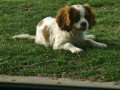 boy-puppy-blenheim-small-1