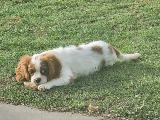 Boy puppy - Blenheim