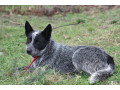 purebred-blue-heeler-small-3