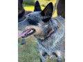 purebred-blue-heeler-small-6