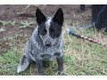 purebred-blue-heeler-small-0