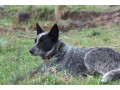 purebred-blue-heeler-small-4