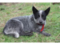 purebred-blue-heeler-small-2