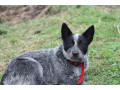 purebred-blue-heeler-small-1