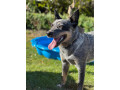 purebred-blue-heeler-small-7