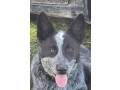 purebred-blue-heeler-small-5