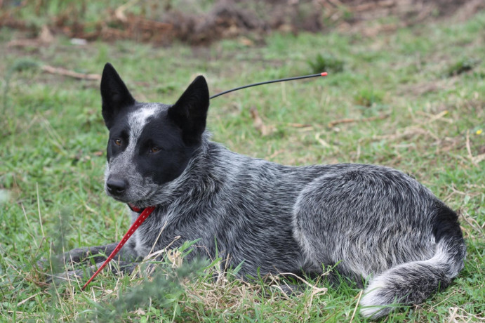 purebred-blue-heeler-big-3