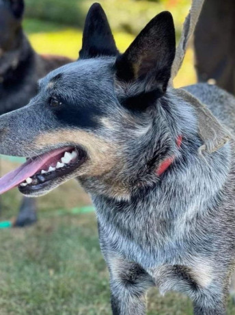 purebred-blue-heeler-big-6